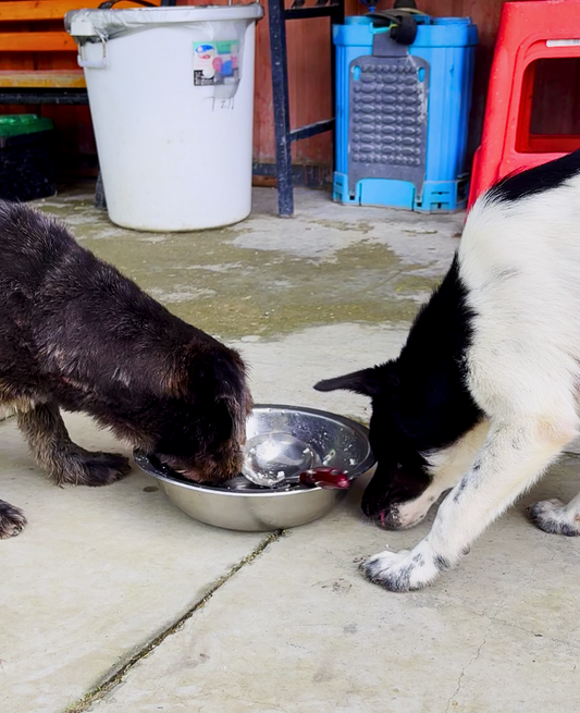 Is It Bad If My Dog Eats Too Fast?