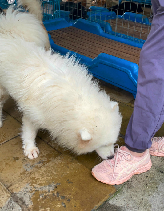 Why Do Puppies Love Licking Your Feet?