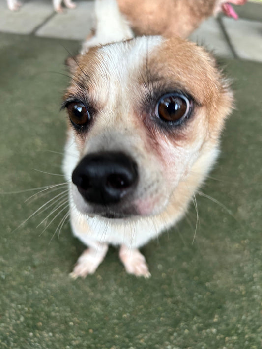 Why do puppies have tear stains? Do I need to be concerned?