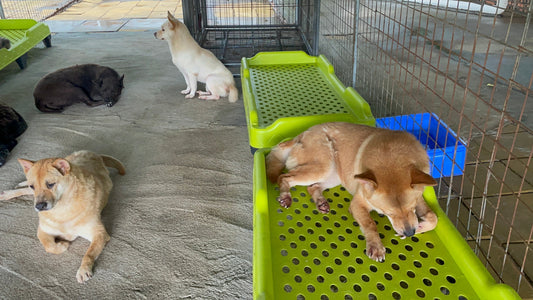 Why We Refuse to Work with Certain Dog Shelters