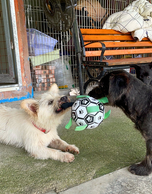 Why Does My Dog Bring Me a Toy… But Then Refuse to Give It?