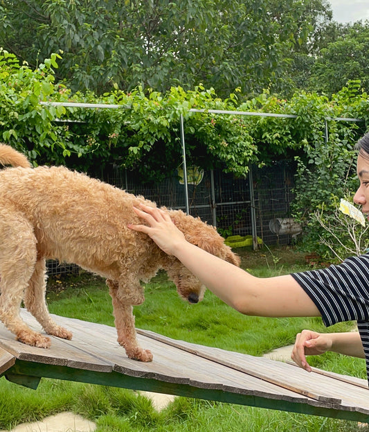 4 Loving Mistakes That Could Be Hurting Your Dog