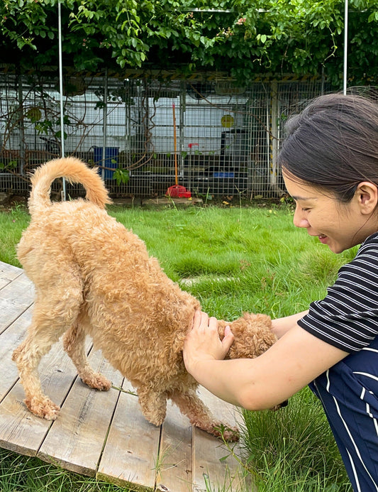 8 Signs Your Dog Is Showing You Love