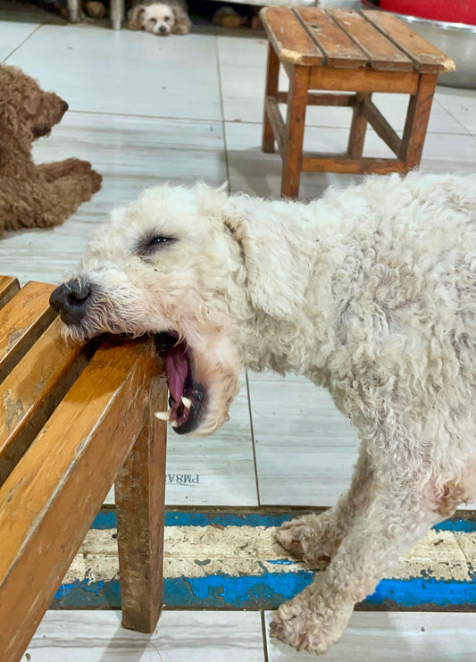 One Simple Trick to Keep Your Dog’s Teeth Healthy