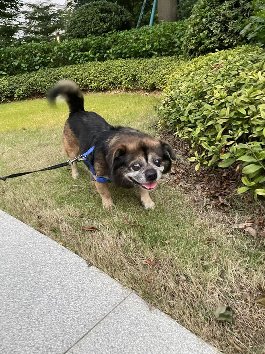 My Experience as a Pet Owner in China