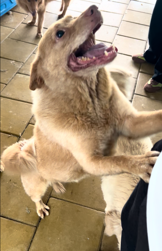 5 Weird Dog Habits That Actually Mean They Love You 😍