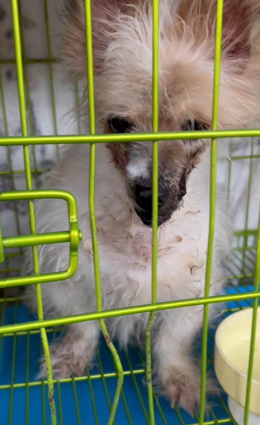 They call him a "little monster"