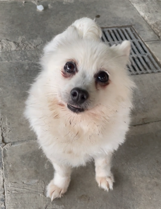 There’s a reason we’re saying "no" to adopters for her