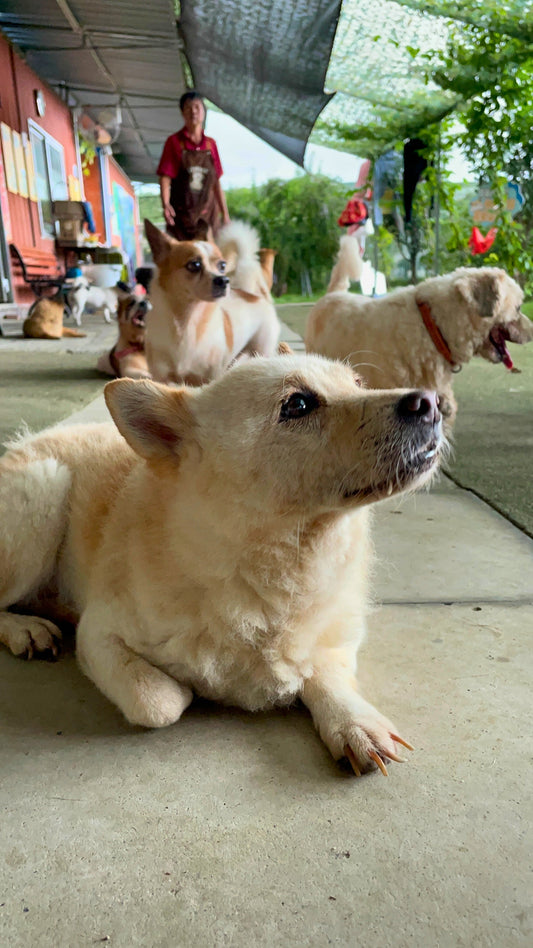 Will We Partner With More Shelters?