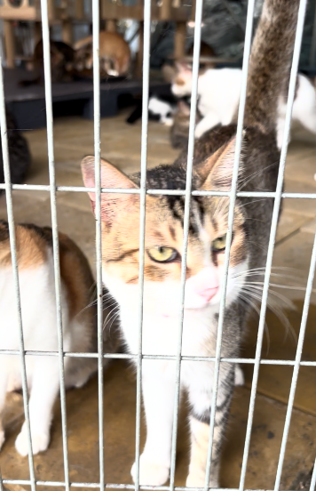 What we do about cats?
