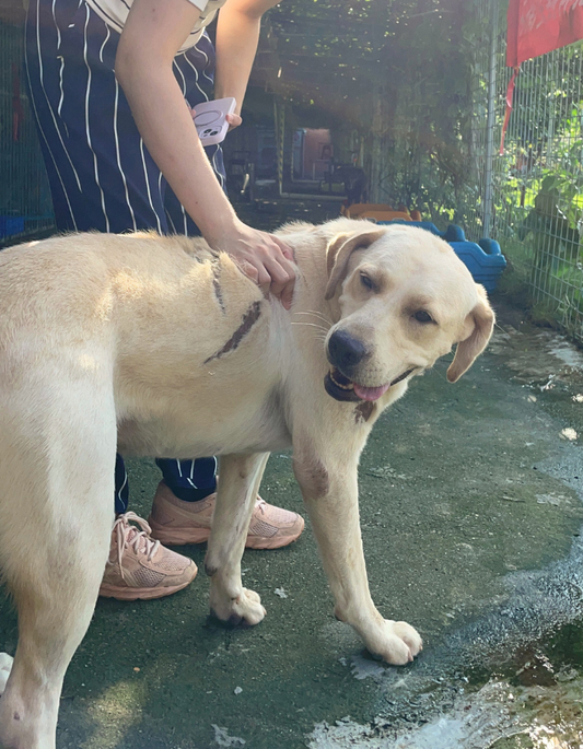 The Tattooed Dog That Broke My Heart