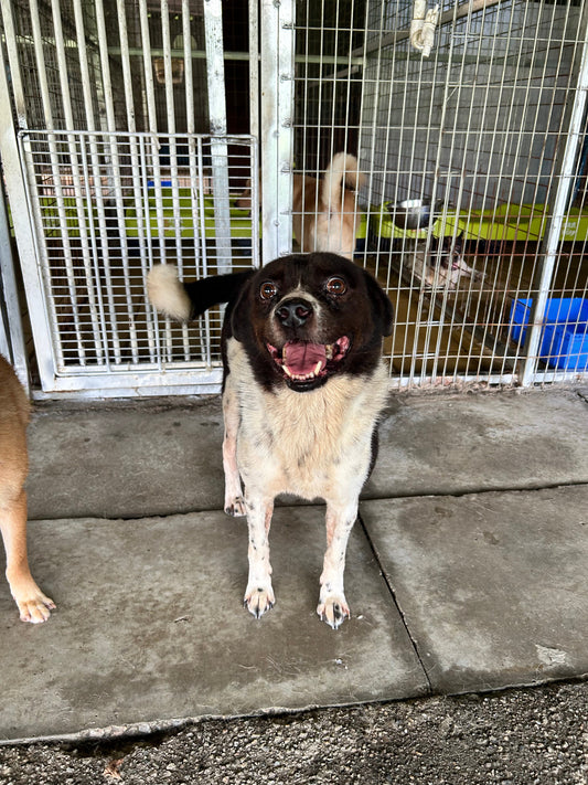 Why Is My Dog Always in a Hurry for Something (and I’m Not Invited)?