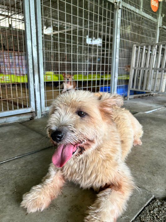 👀The Odd “Blinking” Signal Dogs Use to Say “I Trust You” 💛