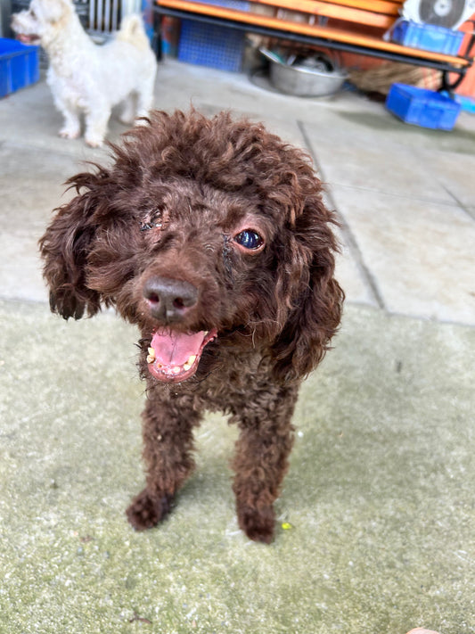 “Adopt, Don’t Shop”: Not Every Dog Gets Adopted