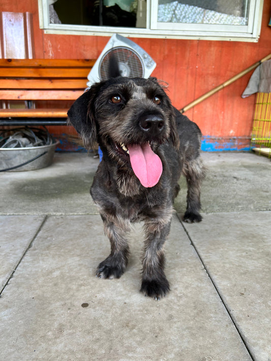 The 3-Minute Trick That Makes Your Dog Instantly Calmer