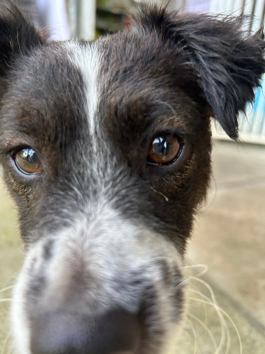 5 Things Only Dogs Who Are Truly Loved Do