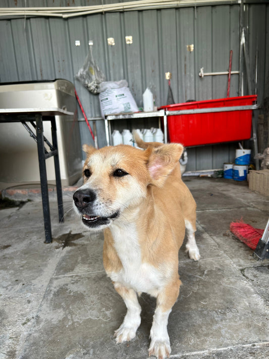 Homemade Chicken & Pumpkin Dog Bowl (Healthy + Fast!)