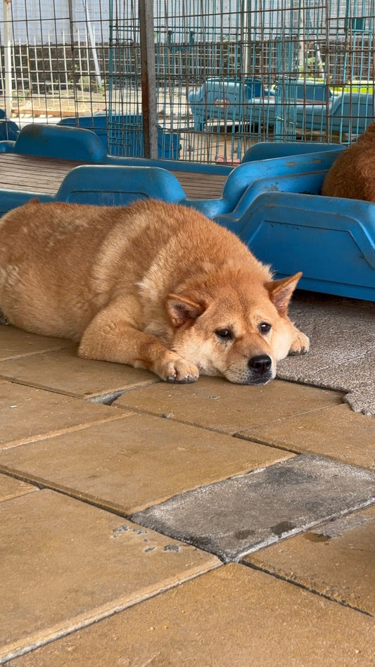 Why Does My Dog Nap All Over the Place (Like He’s Checking Into Different Hotels)