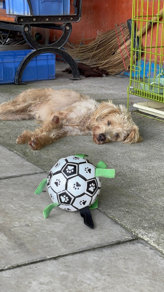 The Real Reason Dogs Sigh So Loudly