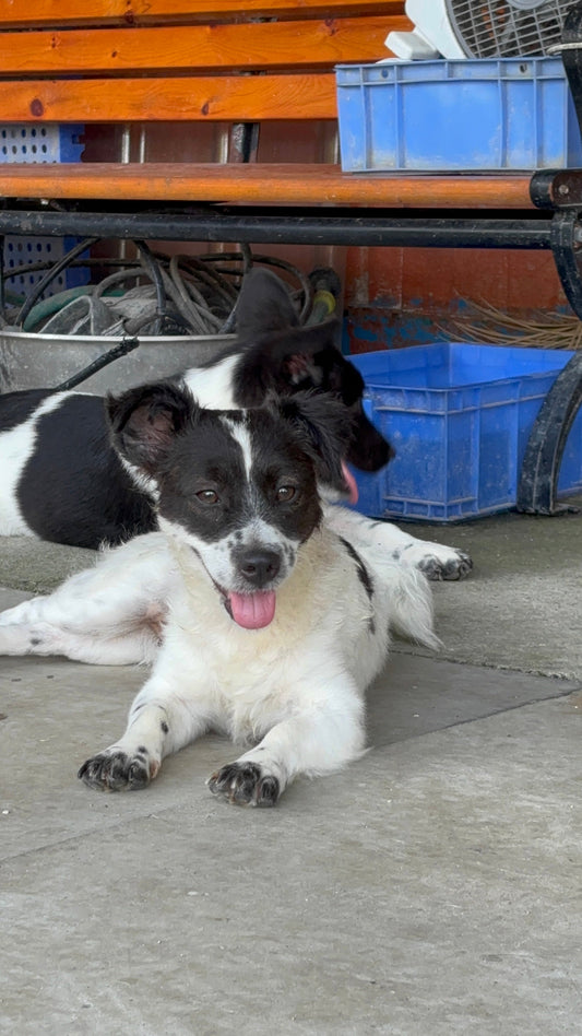 The “10-Second Ear Check” Every Dog Parent Should Do