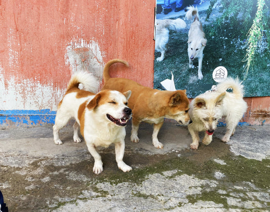 We Love Dogs—So Why Are We Turning Strays Away?