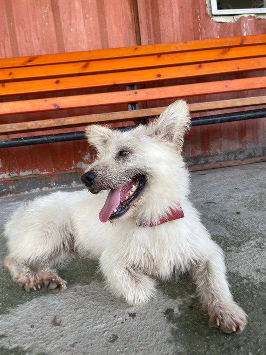 Why Do Small Dogs Bark at Big Dogs?
