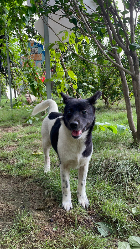 Shelter Update — A Very Full Month