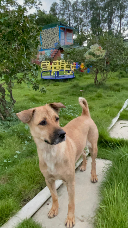 🚪🐾The Weird Reason Your Dog Always Follows You to the Bathroom