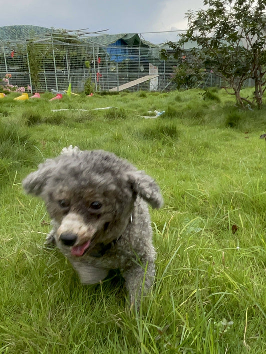 Why Does Your Dog Always Bring Back What You Throw?