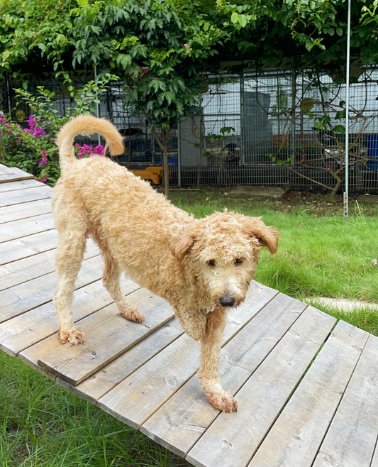 Who Should Pay for Spay/Neuter? The Real Cost of Rescuing Stray Dogs