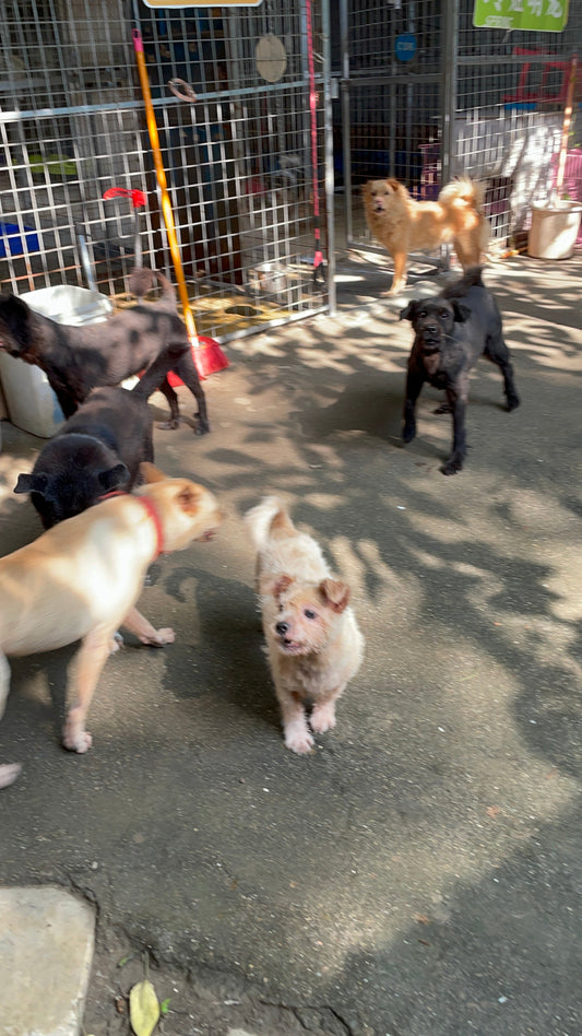 Why Does My Dog Spin Before Going to Sleep?