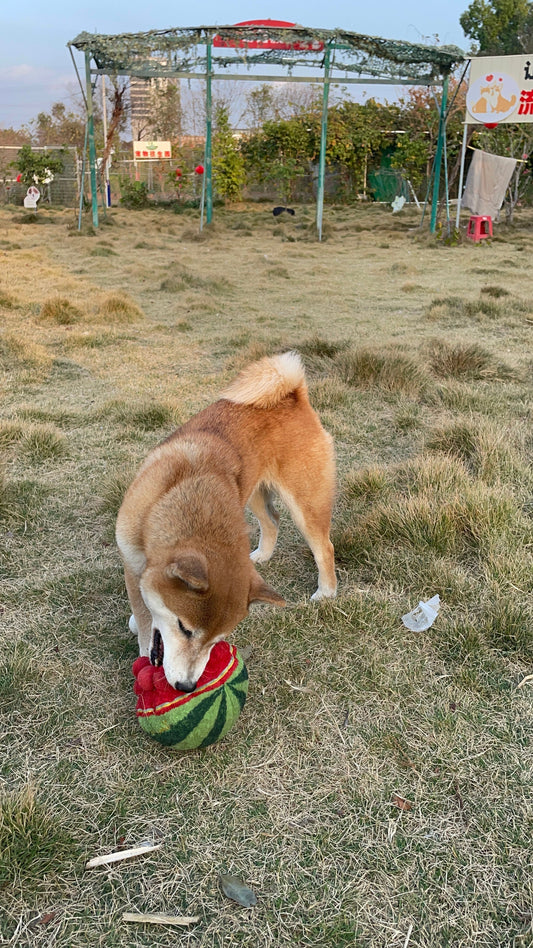 Is Your Dog Actually Bored? And Why the Right Toy is a Game-Changer