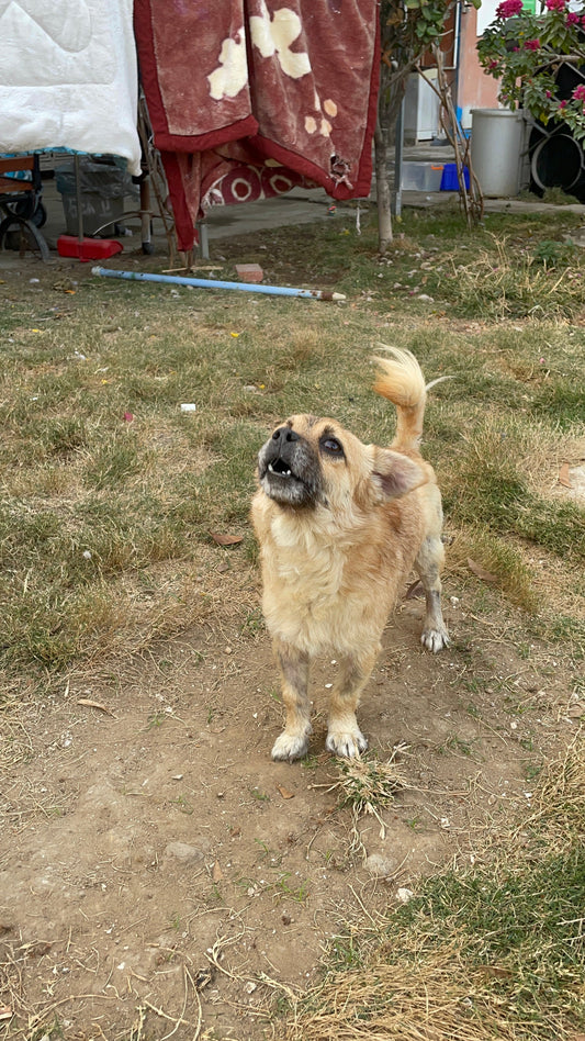 CBD for dogs.. Why is that a thing?