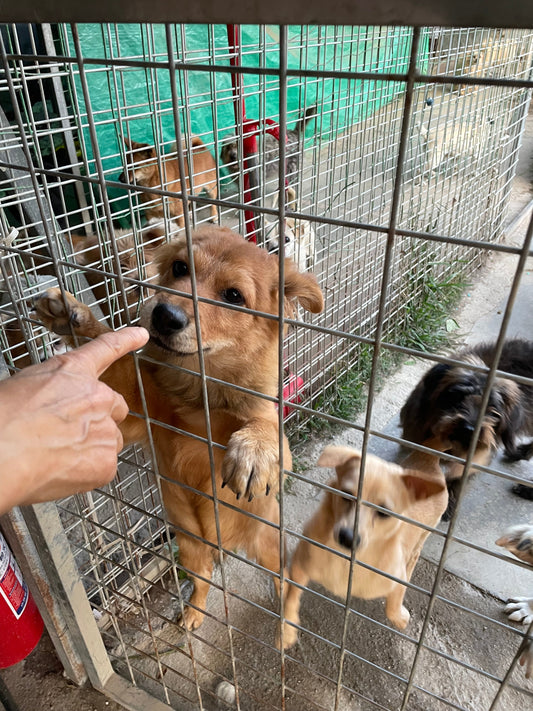 The Dog Mom Who Finally Let go.