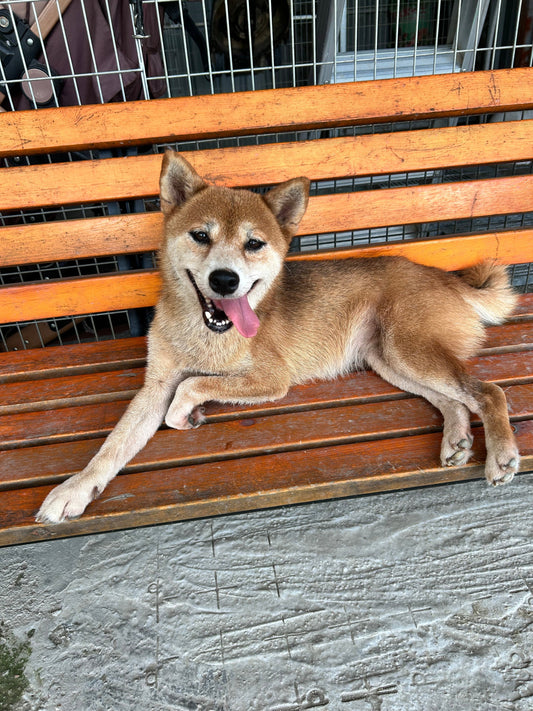 He Was Born for the Meat Trade.