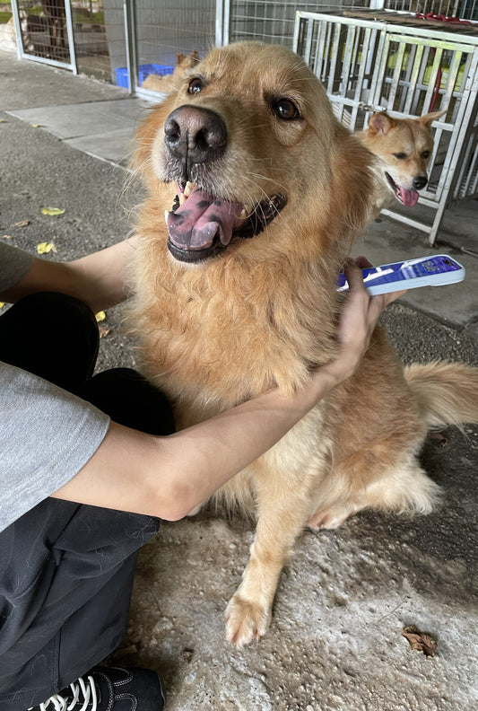 7 Signs Your Dog Secretly Thinks You’re Their Whole World 💛