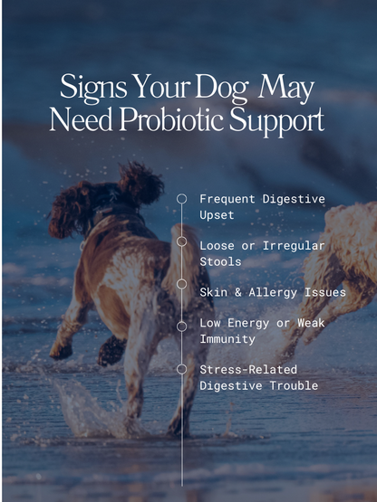 PawliBar Everyday Wellness Probiotic Chew for Digestive & Immune Health