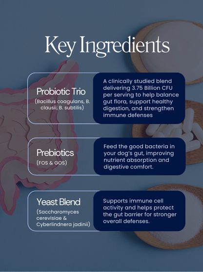 PawliBar Everyday Wellness Probiotic Chew for Digestive & Immune Health